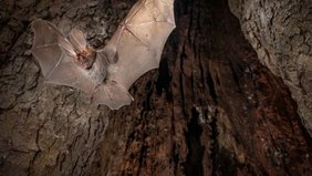 Schlitznasenfledermaus Nycteris thebaica beim Verlassen eines Baumquartiers Schlitznasenfledermaus Nycteris thebaica beim Verlassen eines Baumquartiers