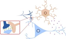 Das Modell erweitert die Kommunikation zwischen zwei Neuronen um einen dritten Akteur, den Astrozyten.