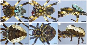 Verschiedene Ansichten eines männlichen Exemplars (obere Reihe) und eines weiblichen Exemplars (untere Reihe) der neu entdeckten Spinnenart Ocrepeira klamt. 