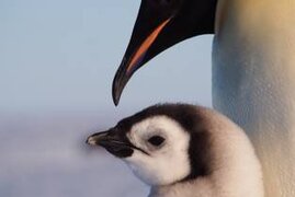 Kaiserpinguine