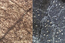 Kristallspuren in fossilen Blättern