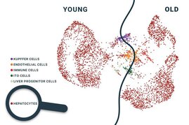 Das Epigenom von Hepatozyten verändert sich mit zunehmendem Alter. Die Abbildung zeigt eine grafische Darstellung epigenetischer Messdaten.