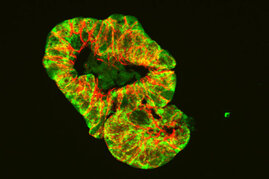  Aufnahme eines Darm-Organoids