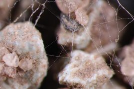 Unterirdische Pilz-Netzwerke erstmals in 3D. Unterirdische Pilz-Netzwerke in 3D.