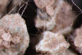Unterirdische Pilz-Netzwerke erstmals in 3D. Unterirdische Pilz-Netzwerke in 3D.