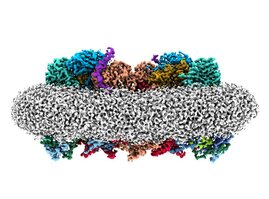 Aufnahme des Cytochrom bcc-aa3 Superkomplexes