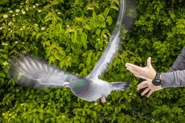 Eine Brieftaube wird von einem Wissenschaftler am Max-Planck-Institut für Verhaltensforschung freigelassen. Eine Brieftaube wird von einem Wissenschaftler am Max-Planck-Institut für Verhaltensforschung freigelassen.