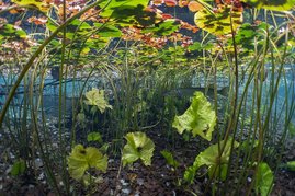 Beispielfoto für einen Lebensraum für junge Flussfische. Hier versteckt sich ein Hecht. 