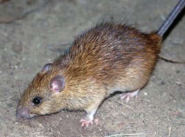 Hausratte (Rattus rattus)