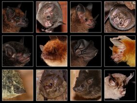 Portraits einer Auswahl von zwölf Fledermausarten in dieser Studie.