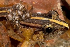  Das Bild zeigt ein kaulquappentragendes Frosch-Männchen 