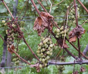 Die Esca-Krankheit wird durch Pilze ausgelöst und kann zum Absterben von Trieben oder ganzen Weinreben und damit zu erheblichen wirtschaftlichen Einbußen führen. 