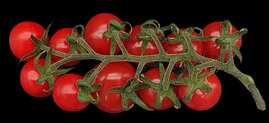Tomatenfrüchte einer tetraploiden Tomatenpflanze (mit 48 Chromosomen), die in dieser Studie durch Kreuzung zweier verschiedener MiMe-Elterntomaten erzeugt wurde. 