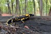 Feuersalamander