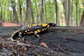 Feuersalamander