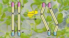 unsichtbare Chromosomen