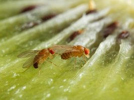 D. melanogaster Paarung