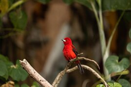 Um Biodiversität zu bewahren, müssen Schutzgebiete in Zukunft strategisch ausgewählt werden.  