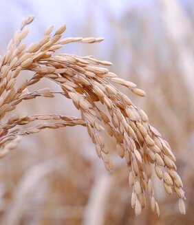 Die steigende Erderwärmung ist problematisch für den wasserintensiven Anbau von Reis