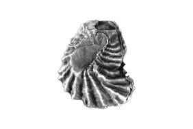 Fossilien – hier eine Auster aus der Jurazeit – belegen nicht nur klimabedingte Änderungen in der Faunenzusammensetzung