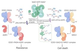 TIR Enzyme produzieren Botenstoffe, die zwei Wege der Immunität regulieren 