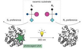 Durch die UV-Bestrahlung eines Enzyms mit photo-sensitiver Aminosäure wird seine Enantioselektivität umgepolt.  