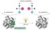 Durch die UV-Bestrahlung eines Enzyms mit photo-sensitiver Aminosäure wird seine Enantioselektivität umgepolt.  