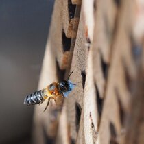 Eine Mörtelbiene trägt ein Stück PE-Schaumstoff in ihr Nest.
