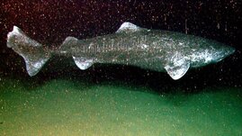 Greenland shark (Somniosus microcephalus)