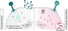Grafik Infektion eines Bakterium mit einem Virus.