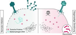 Grafik Infektion eines Bakterium mit einem Virus.