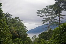 Tropische Bergnebelwälder wie der Manusela-Nationalpark auf der Insel Seram, Indonesien, sind meist in Wolken gehüllt