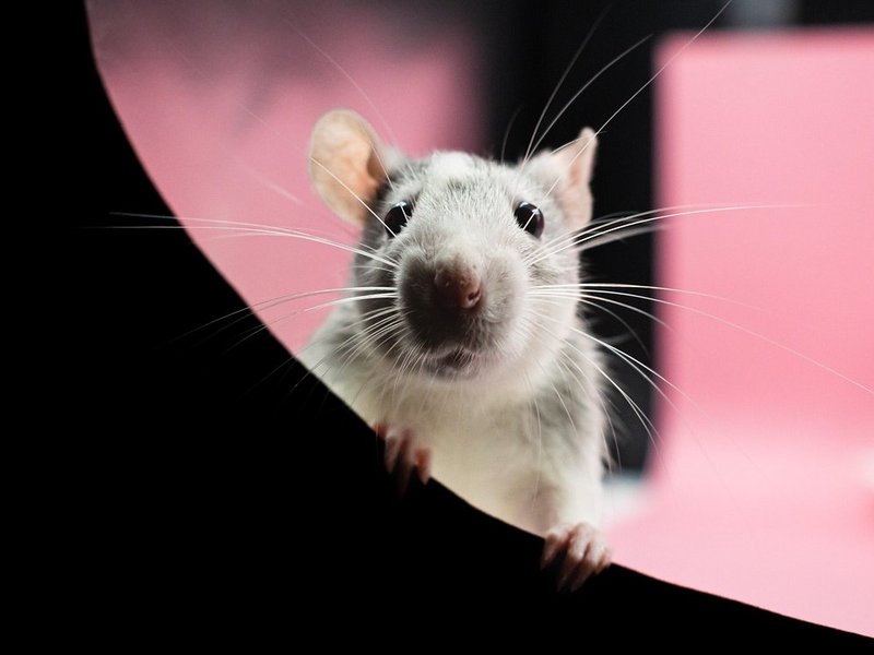 Weiße ratte schaut den Betrachter an