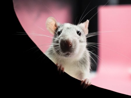 Weiße ratte schaut den Betrachter an