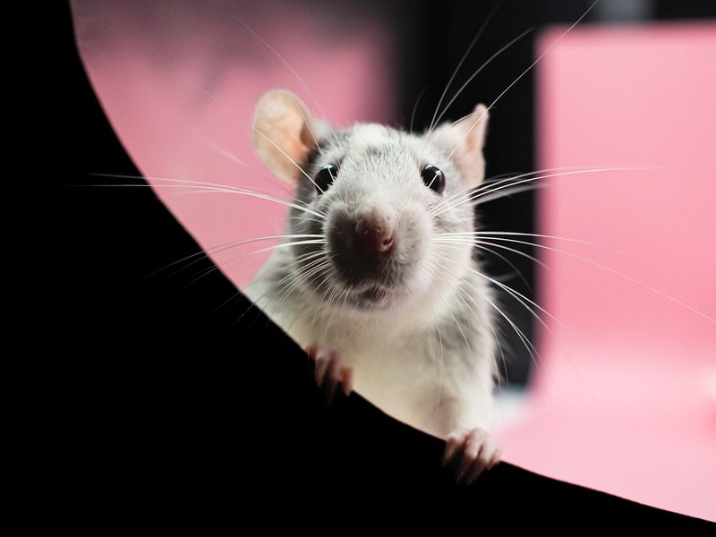 Weiße ratte schaut den Betrachter an