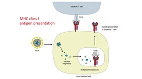 MHC-Klasse I-Antigene  