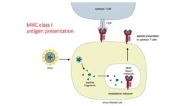 MHC-Klasse I-Antigene  