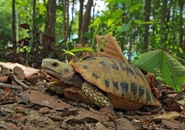 Gelbkopfschildkröte 