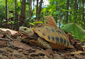 Gelbkopfschildkröte 