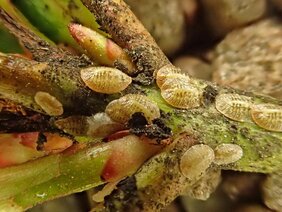 Junge, erwachsene Weibchen und Larven von Pulvinaria rhododendri auf Zwerg-Rhododendron 