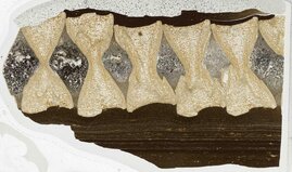 Dünnschliff durch einen Teil der Wirbelsäule eines Fischsauriers aus der frühen Jurazeit (180 Millionen Jahre alt) aus Holzmaden in Süddeutschland. Reste der Bandscheibe zwischen den Wirbeln sind sichtbar. 