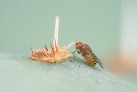 Die in der Mojave-Wüste im Südwesten der USA beheimatete Taufliegenart Drosophila mojavensis lebt auf Pflanzen, die typisch sind für die unwirtlichen Lebensbedingungen in einer Wüste: Kakteen.  