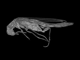   Mikro-Computertomographie eines adulten Werftkäfers Elateroides dermestoides.
