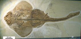 Vollständiges Skelett eines fossilen Meerengels (Pseudorhina acanthoderma