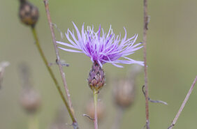 Rispen-Flockenblume gebietsfremde Arten