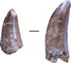 Zähne eines großen fleischfressenden Dinosauriers, möglicherweise eines Metriacanthosauriden, von der Fundstelle Liuhuanggou im südlichen Junggarbecken. Maßstab: 1 cm. 