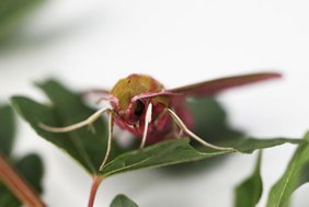 Das Taubenschwänzchen ist eine tagaktive Falterart.