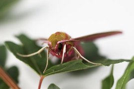 Das Taubenschwänzchen ist eine tagaktive Falterart.