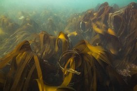 Kelpwälder können bis zu 40 Meter hoch werden und gelten als „Regenwälder der Meere“