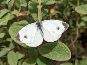 Karstweissling (Pieris mannii) auf einer Pflanze